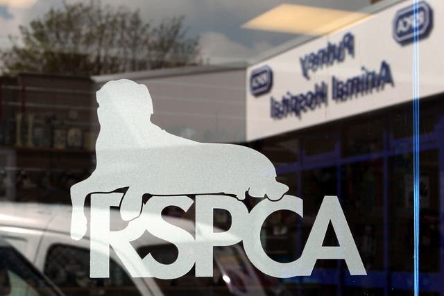 Milly is now featuring in a RSPCA Cancel Out Cruelty campaign (Sean Dempsey/PA)