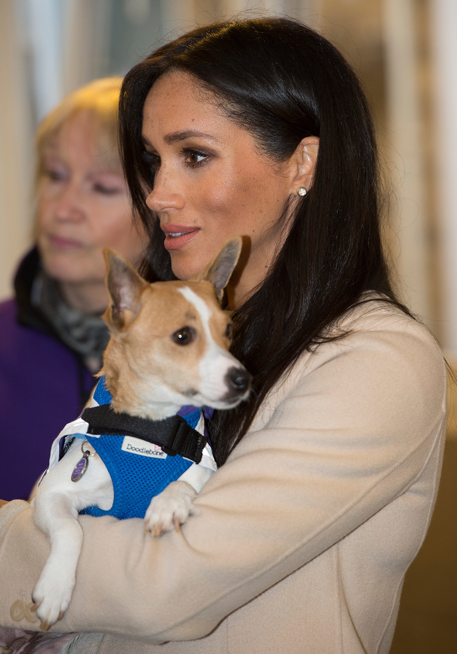 Harry and Meghan adopt beagle called Mamma Mia | The Independent