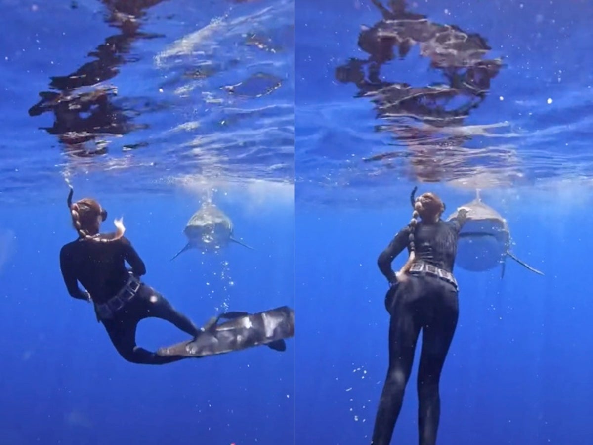 Scuba diver shows how to escape a shark attack with a live shark demonstration