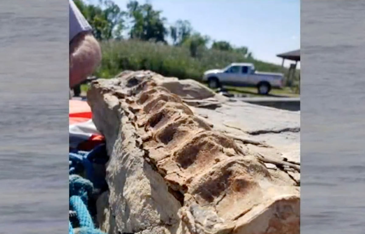Competitive fisherman pulls 90-million-year-old fossil from the Missouri  River | The Independent
