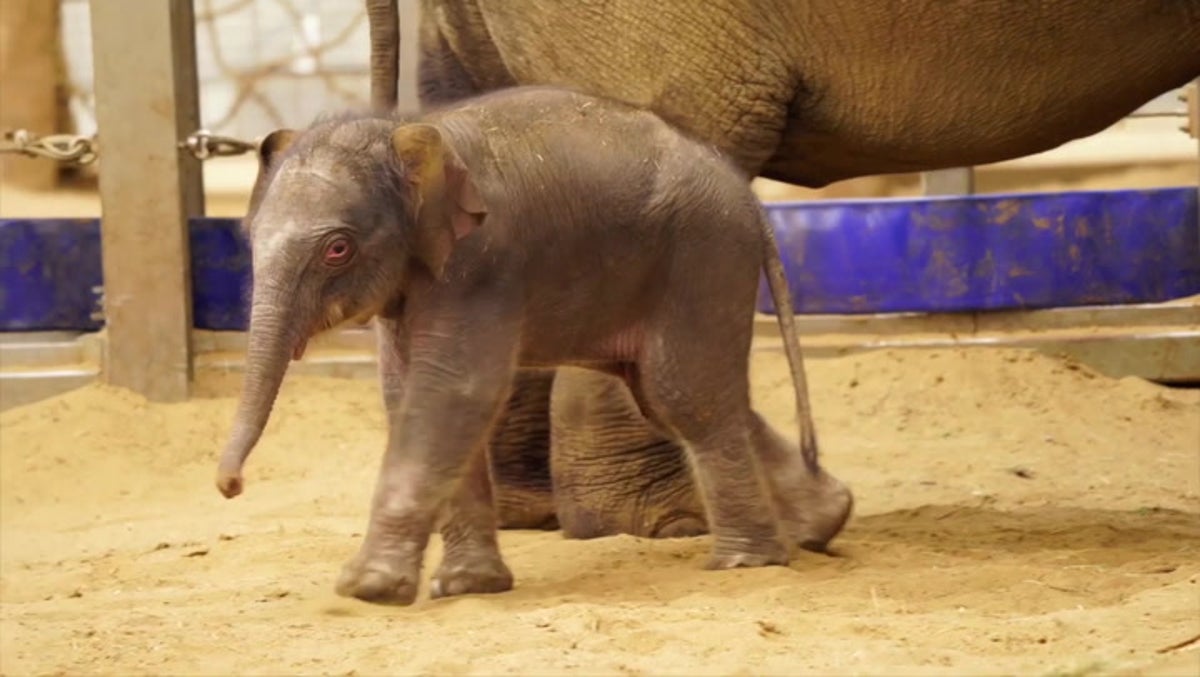 Newborn endangered Asian elephant takes first steps at Bedfordshire zoo
