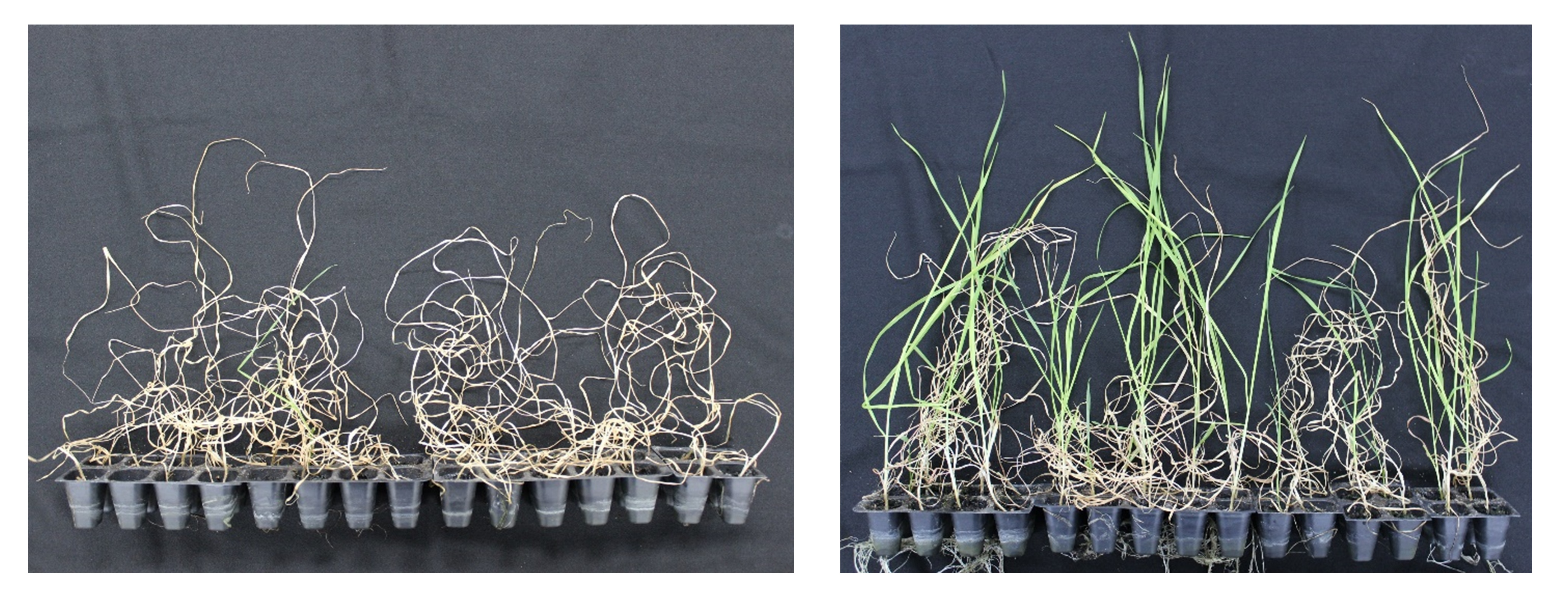 Wheat before and after ethanol treatment