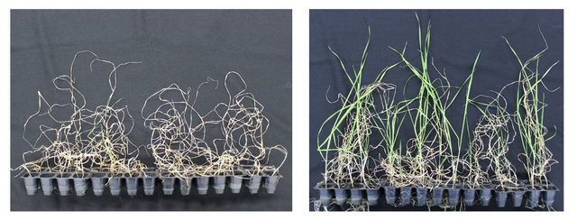 <p>Wheat before and after ethanol treatment</p>