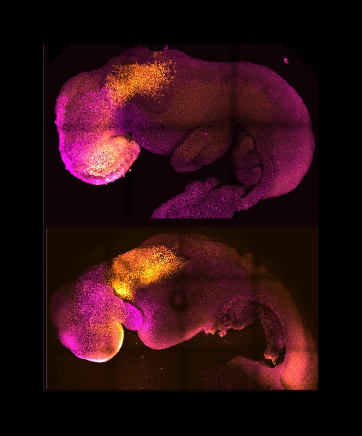 Synthetic embryo with brain and beating heart grown from mouse cells