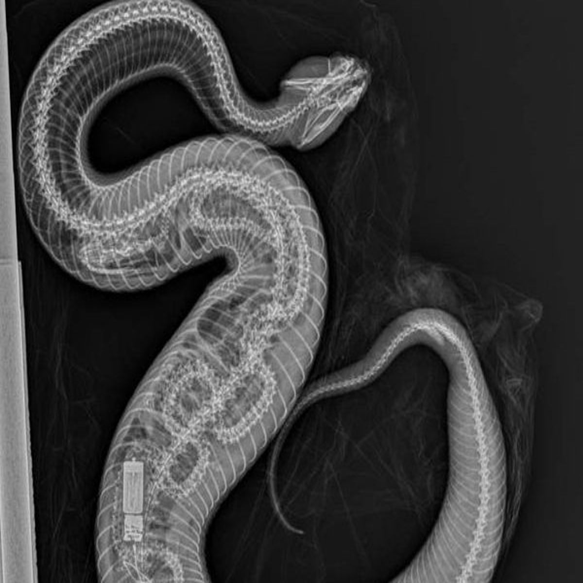 Chilling X-ray shows python after it was swallowed by cottonmouth snake |  The Independent