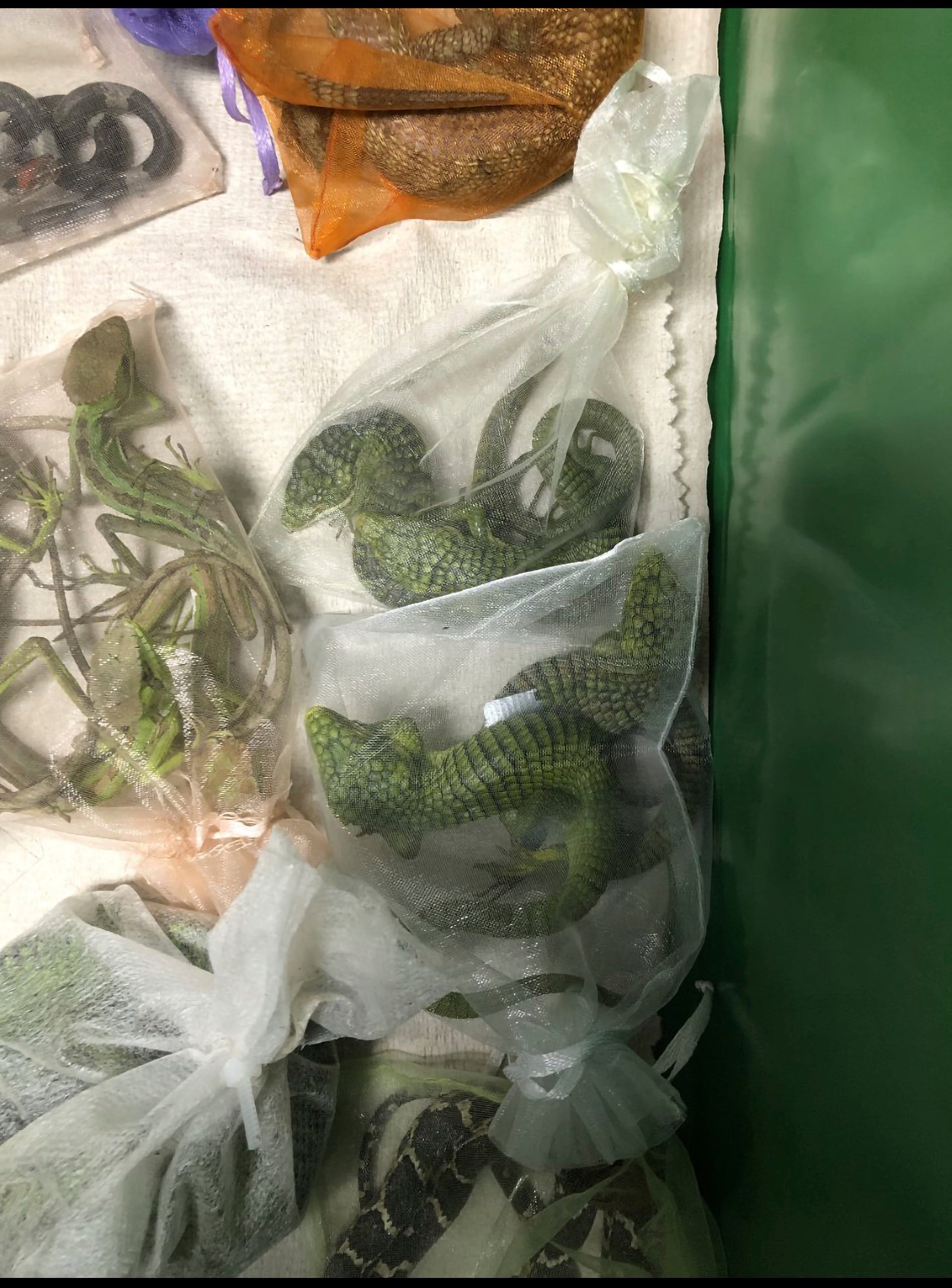 A photo from the US Attorney’s Office for the Central District of California showing animals smuggled into the US