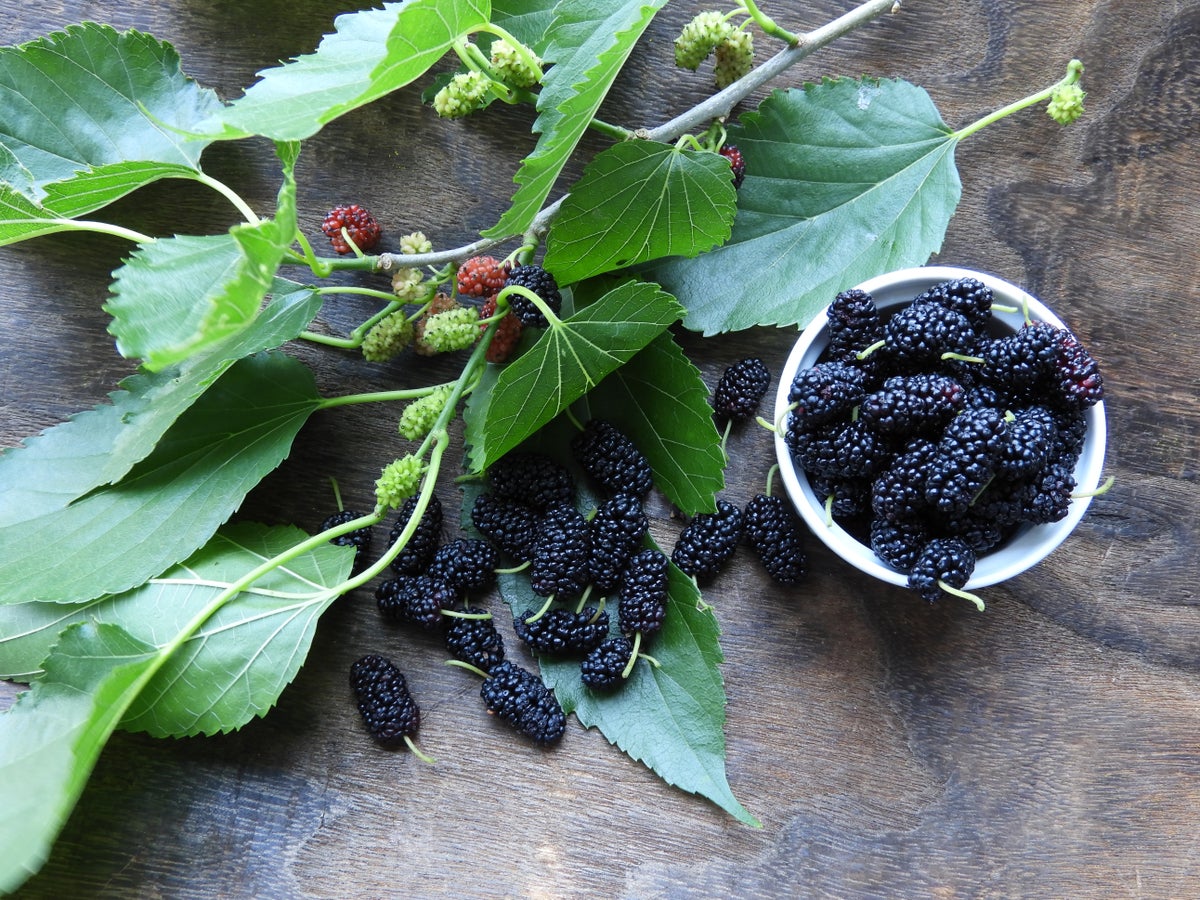 Mulberry leaf: What are the dangers of using the herbal remedy?