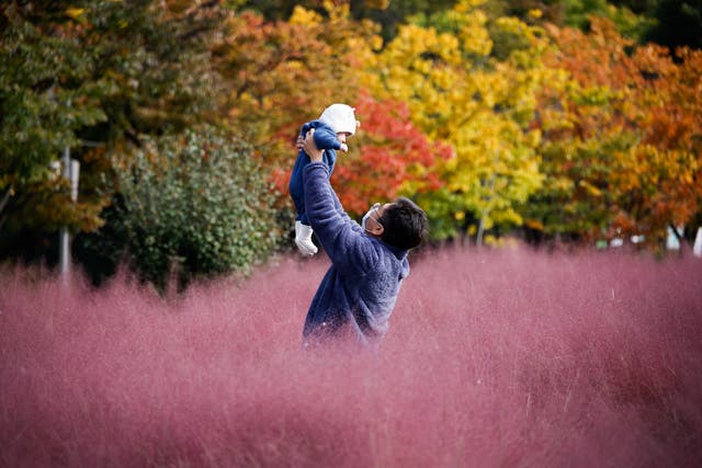 <p>A man lifts his child as they pose for a photograph in a pink muhly grass field in Hanam, South Korea </p>
