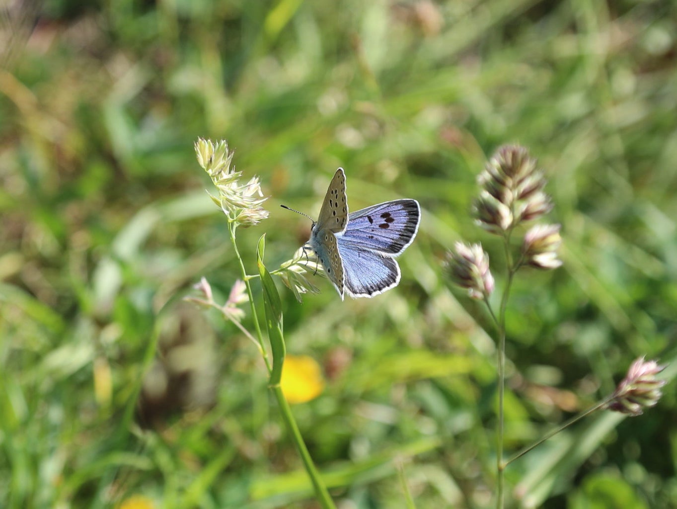 Britain is now home to the largest known population of blue butterflies