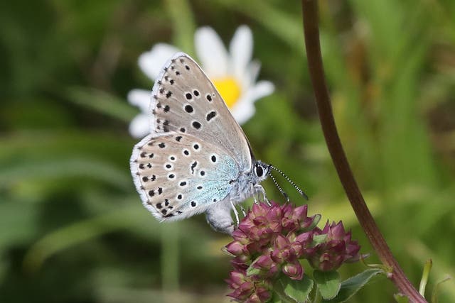 <p>The blue butterfly now has a population of around 750,000 in Britain </p>
