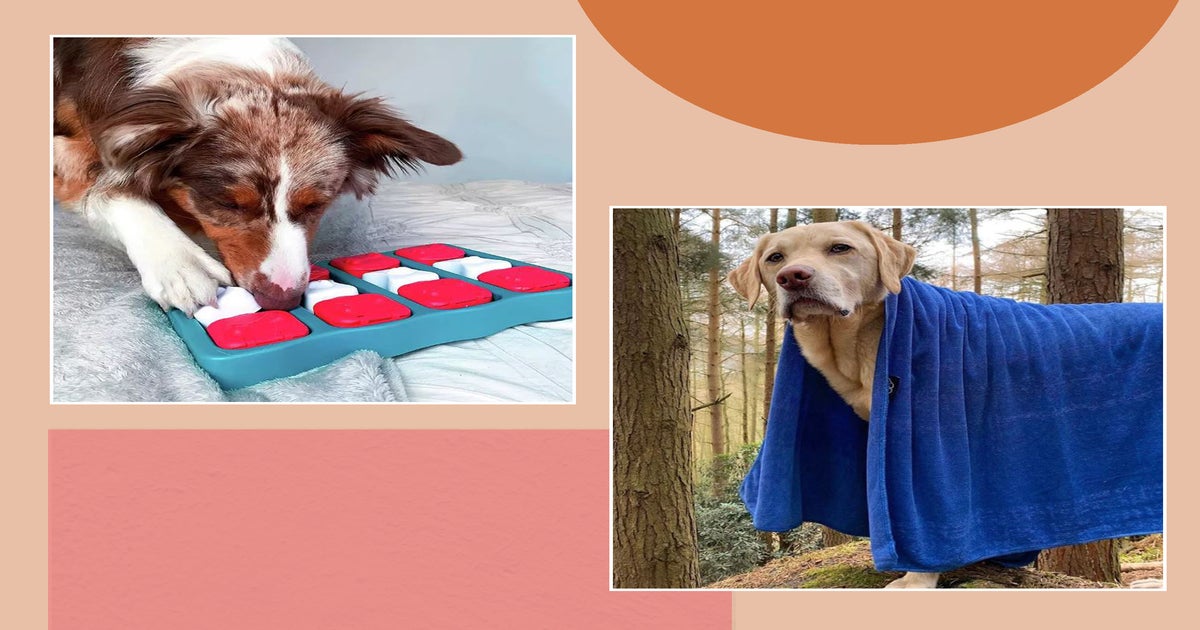 Best Puzzle Toys for Dogs, Banish Boredom