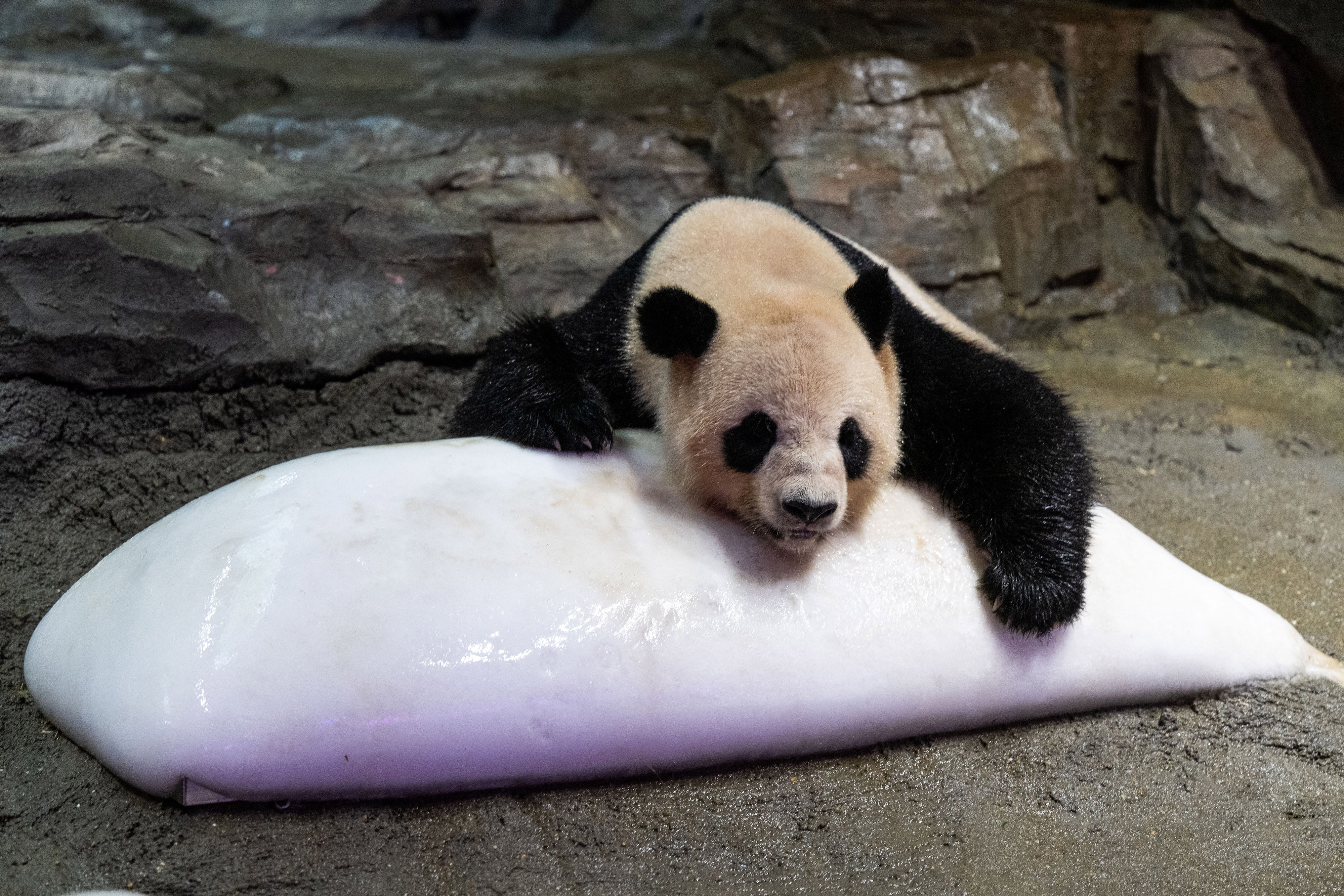 A panda cools off over a block of ice during hot weather at a zoo in Guangzhou