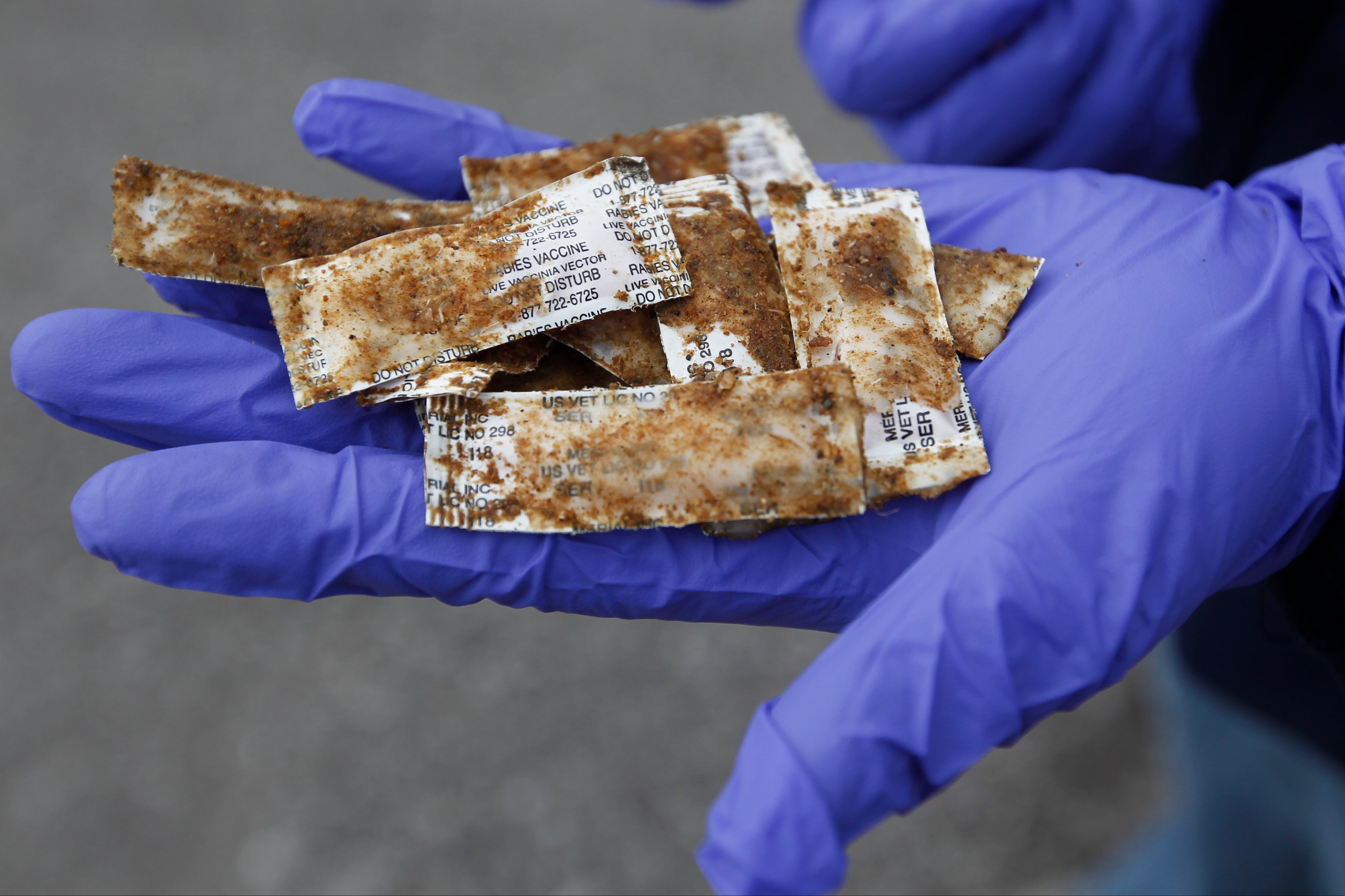 Wildlife Rabies Vaccine