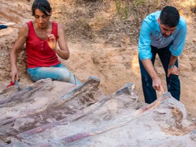 <p>Portuguese and Spanish paleontologists excavating the dinosaur</p>