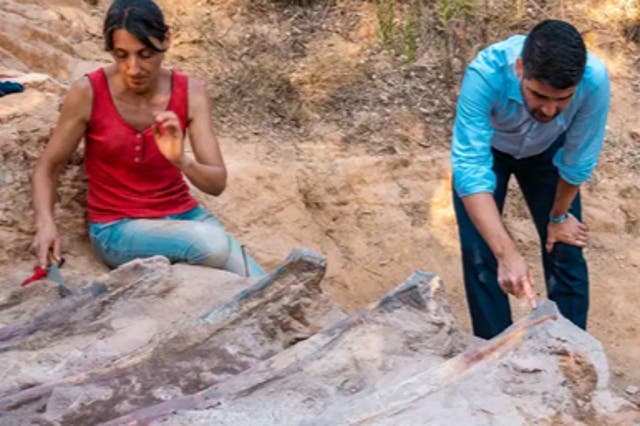 <p>Portuguese and Spanish paleontologists excavating the dinosaur</p>