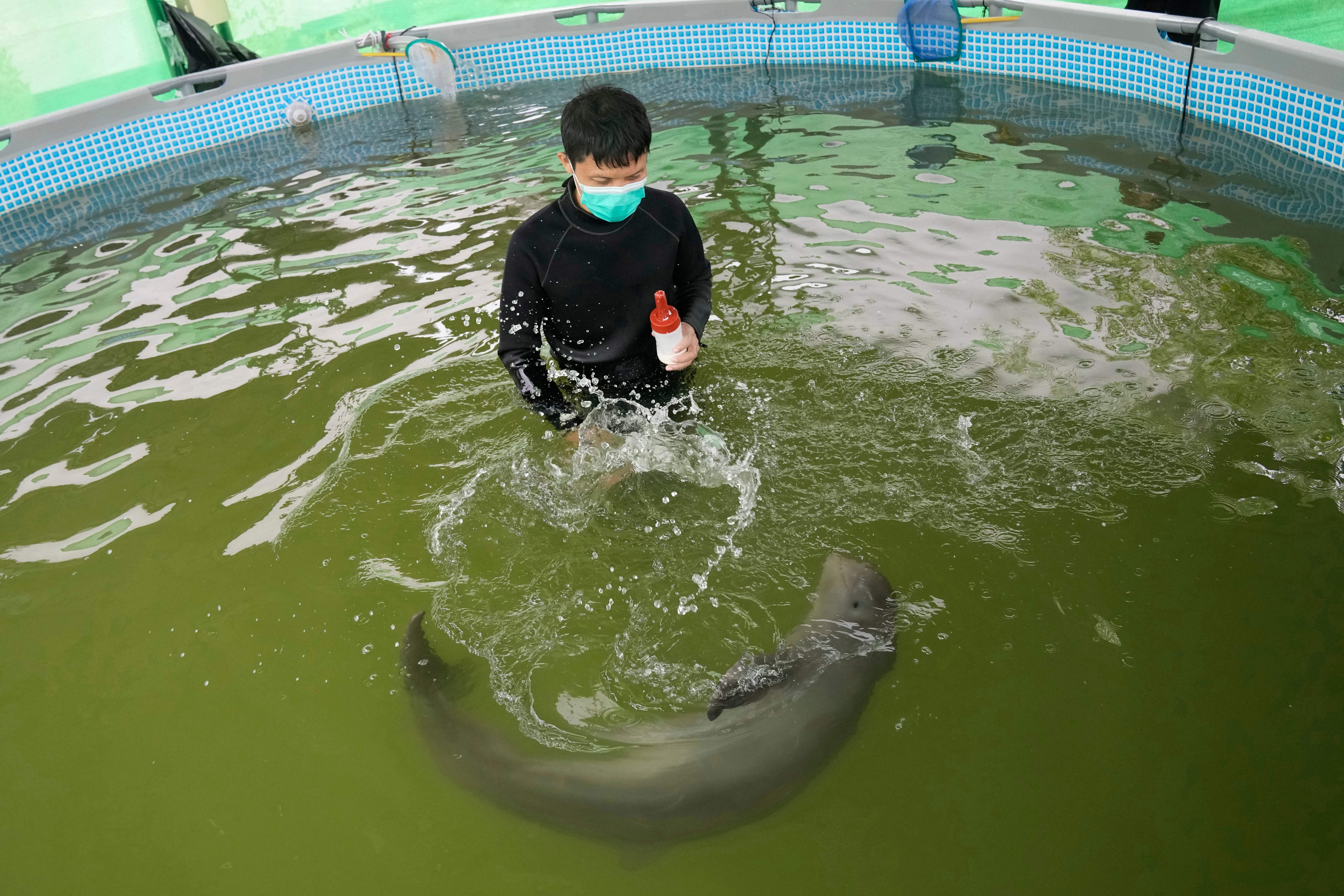 Thailand Baby Dolphin