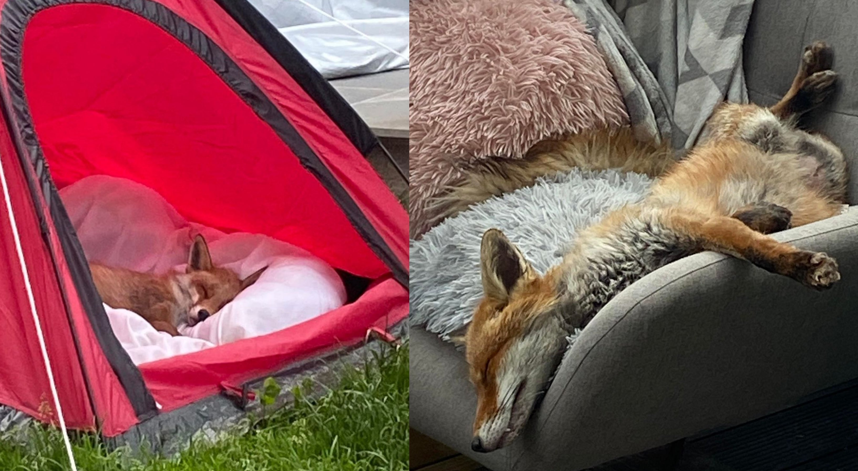 The family bought a tent for the injured fox to sleep in. (Elizabeth Wink/PA)