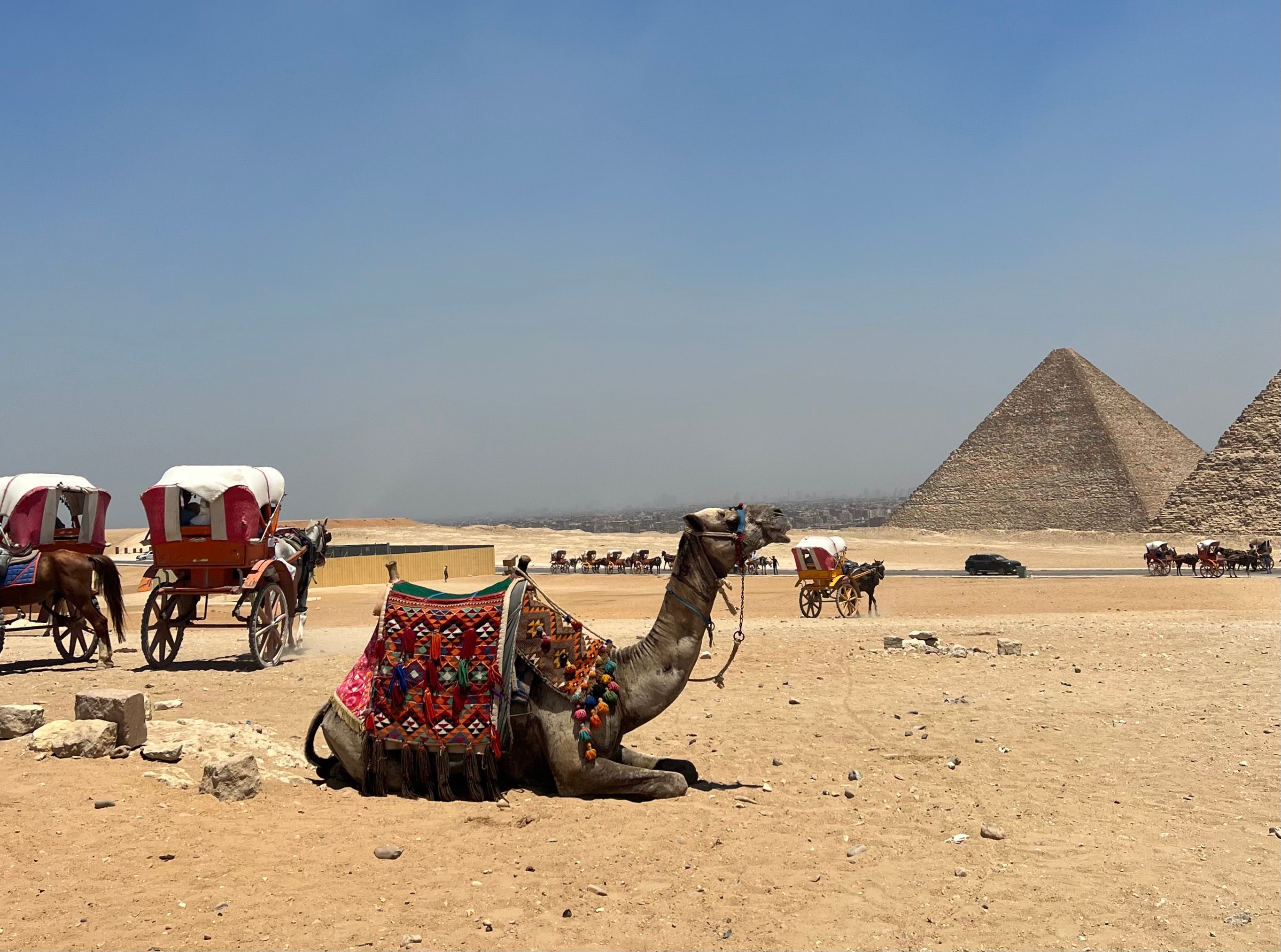 A camel takes rest near the Great Pyramid of Giza