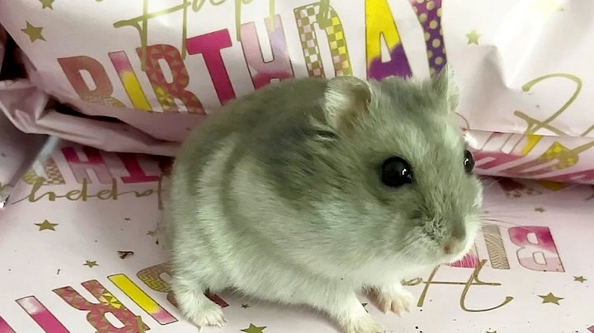 TikTok famous hamster delights 57,000 followers after recovering from life-saving surgery