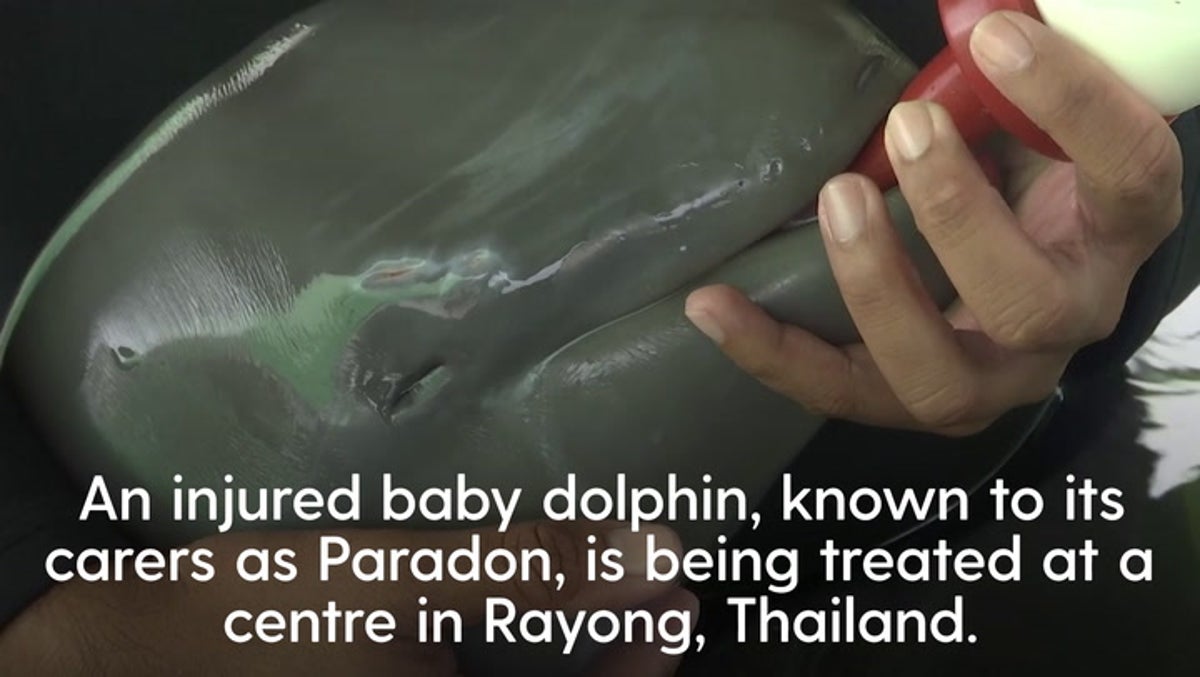 Baby dolphin with ‘low chance’ of survival nursed back to health by veterinary team