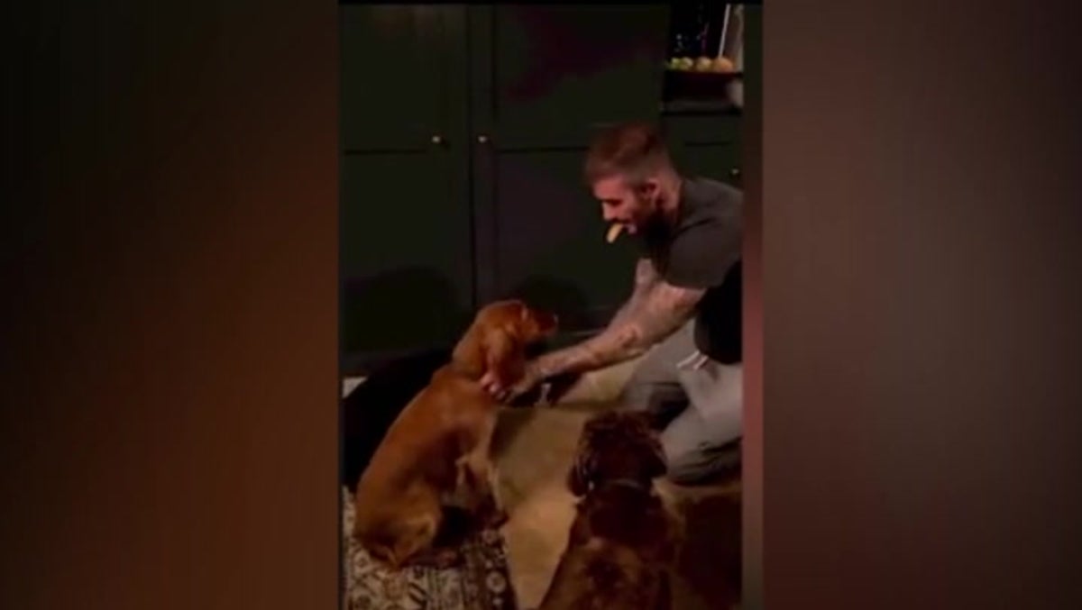 David Beckham ‘french kisses’ dogs as he feeds them biscuits from his mouth