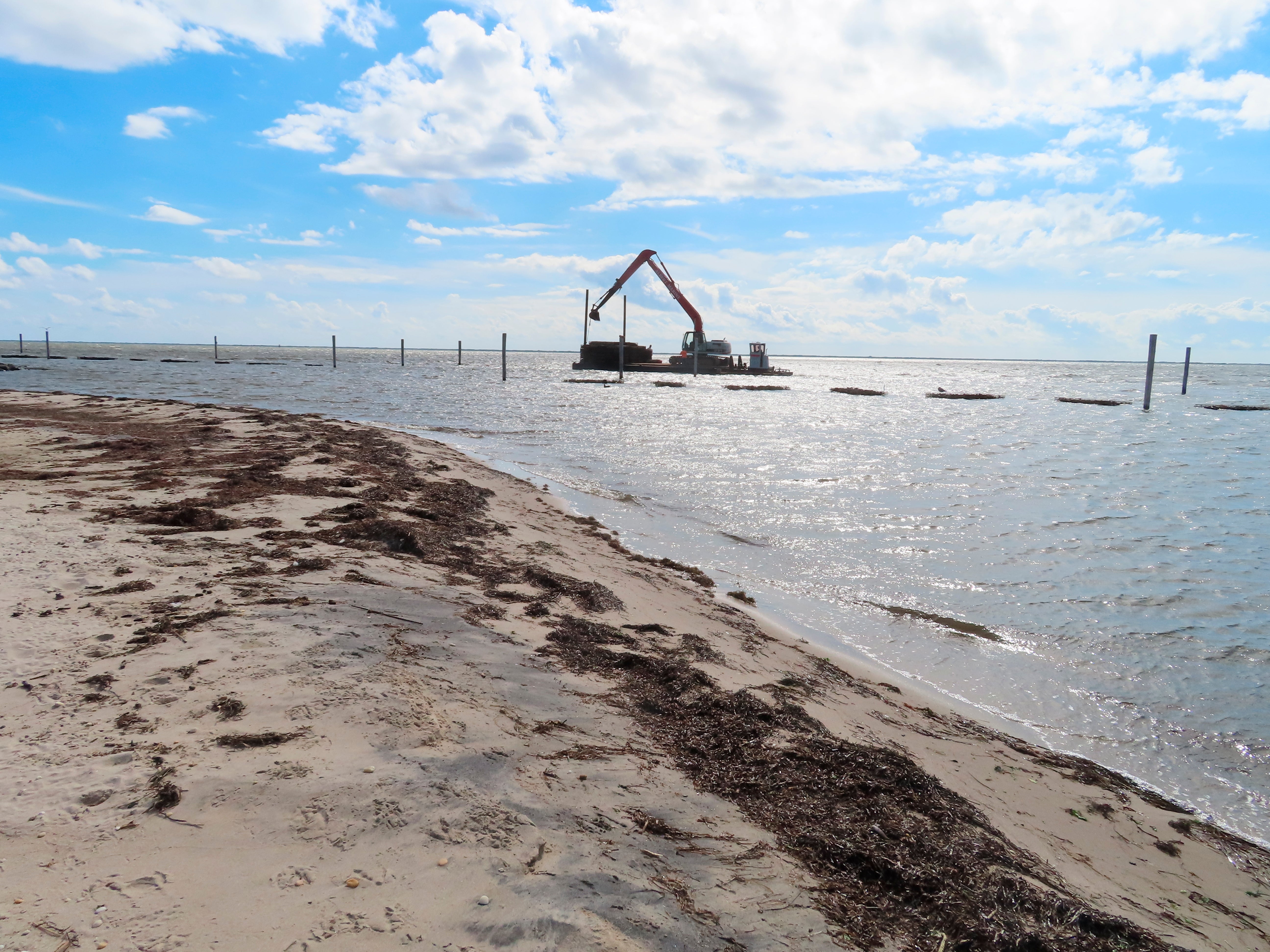 Oysters Shoreline Protection