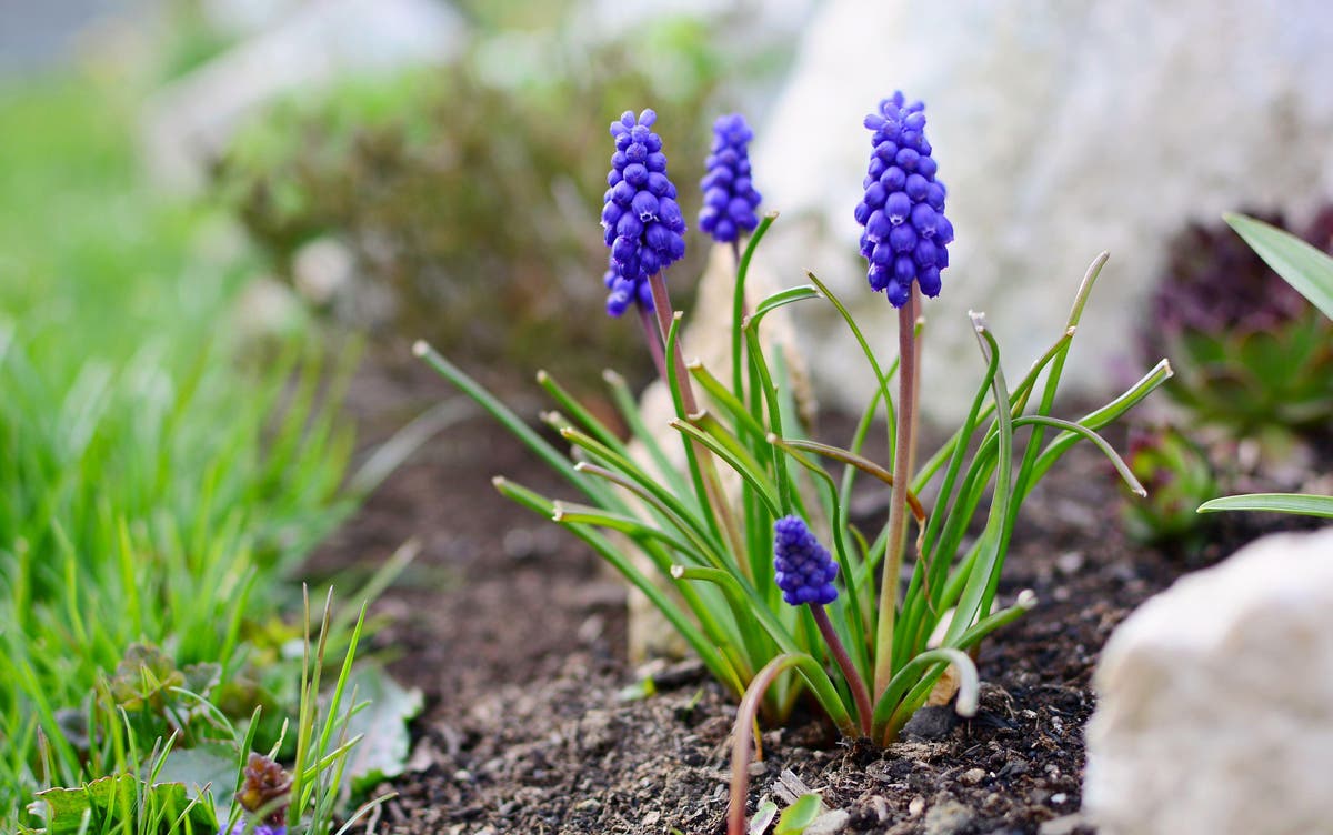 Are grape hyacinths good for you? | The Independent