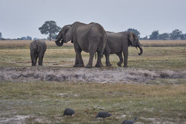<p>Elephants lick sand on the Chobe river in Kasane, Botswana, on July 20, 2022</p>