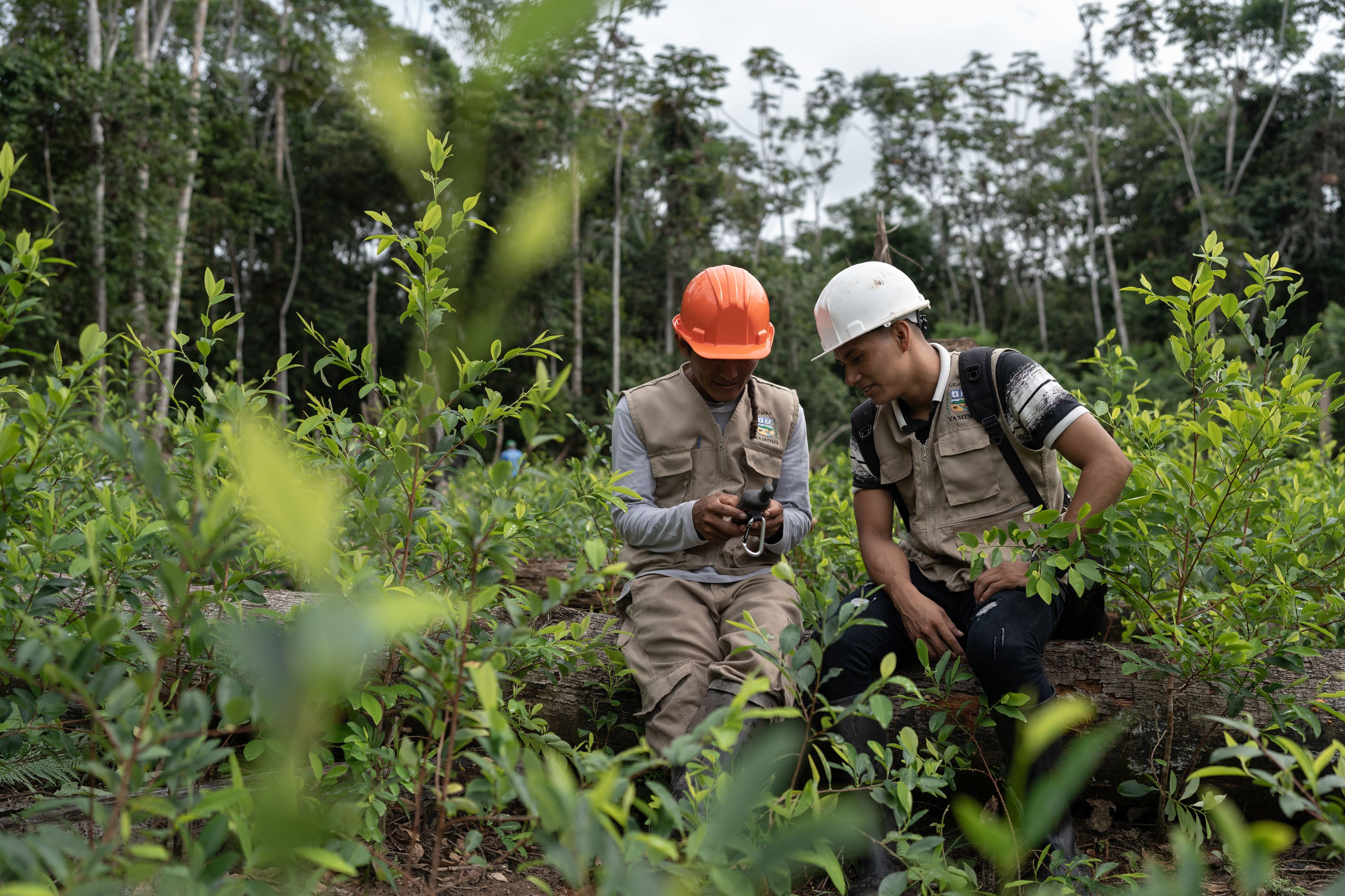 Environmental monitors read the coordinates where illegal coca crops are found