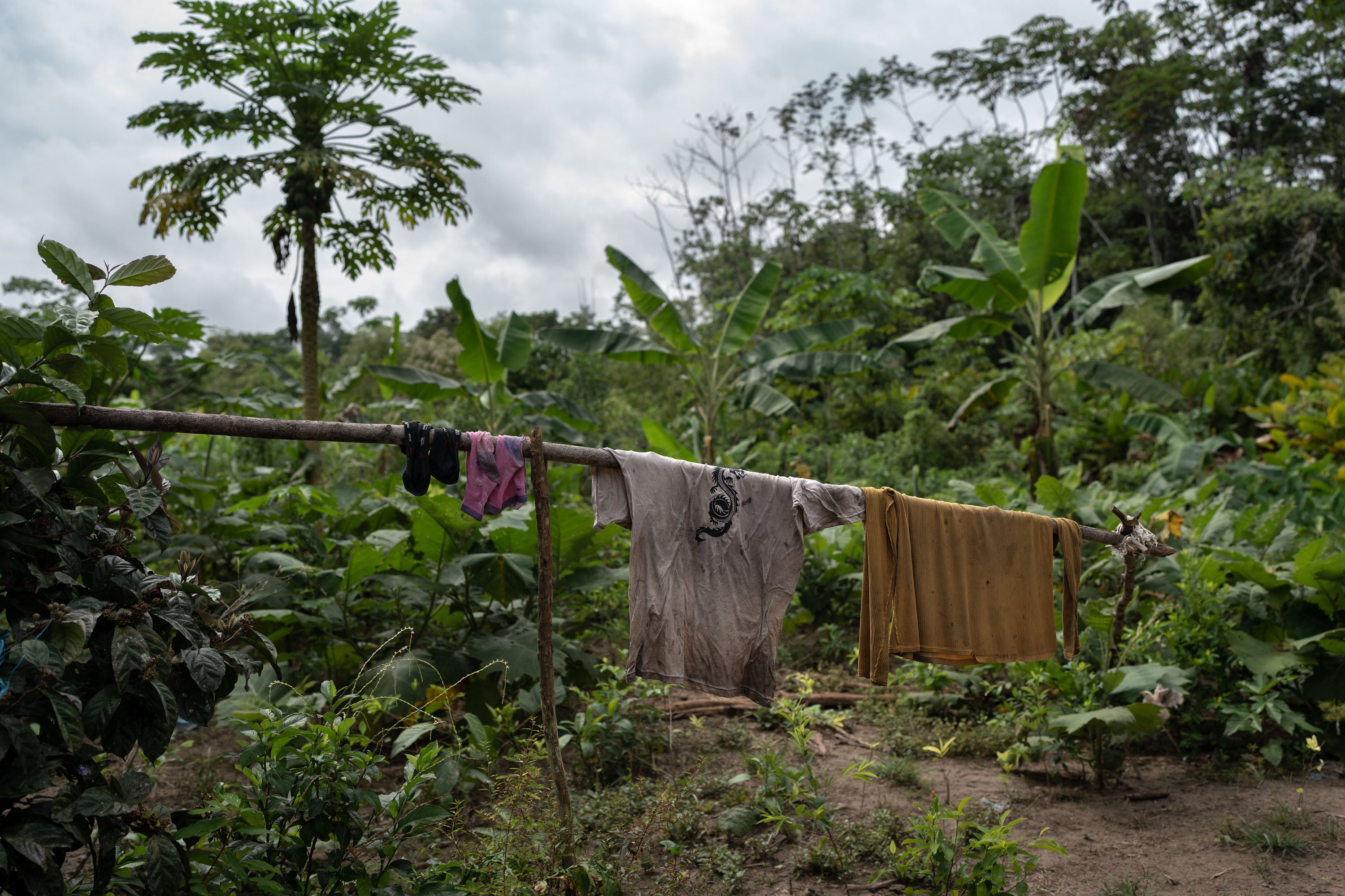 Clothes are left hanging amid illegal coca crops in Ucayali
