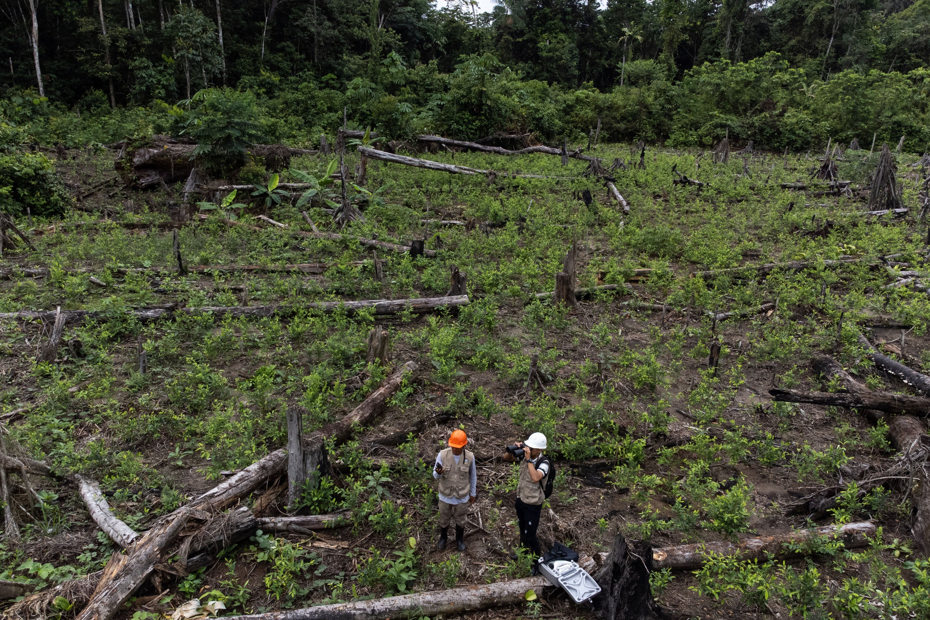 Environmental monitors from Yamino, Peru, walk through a coca field outside their village