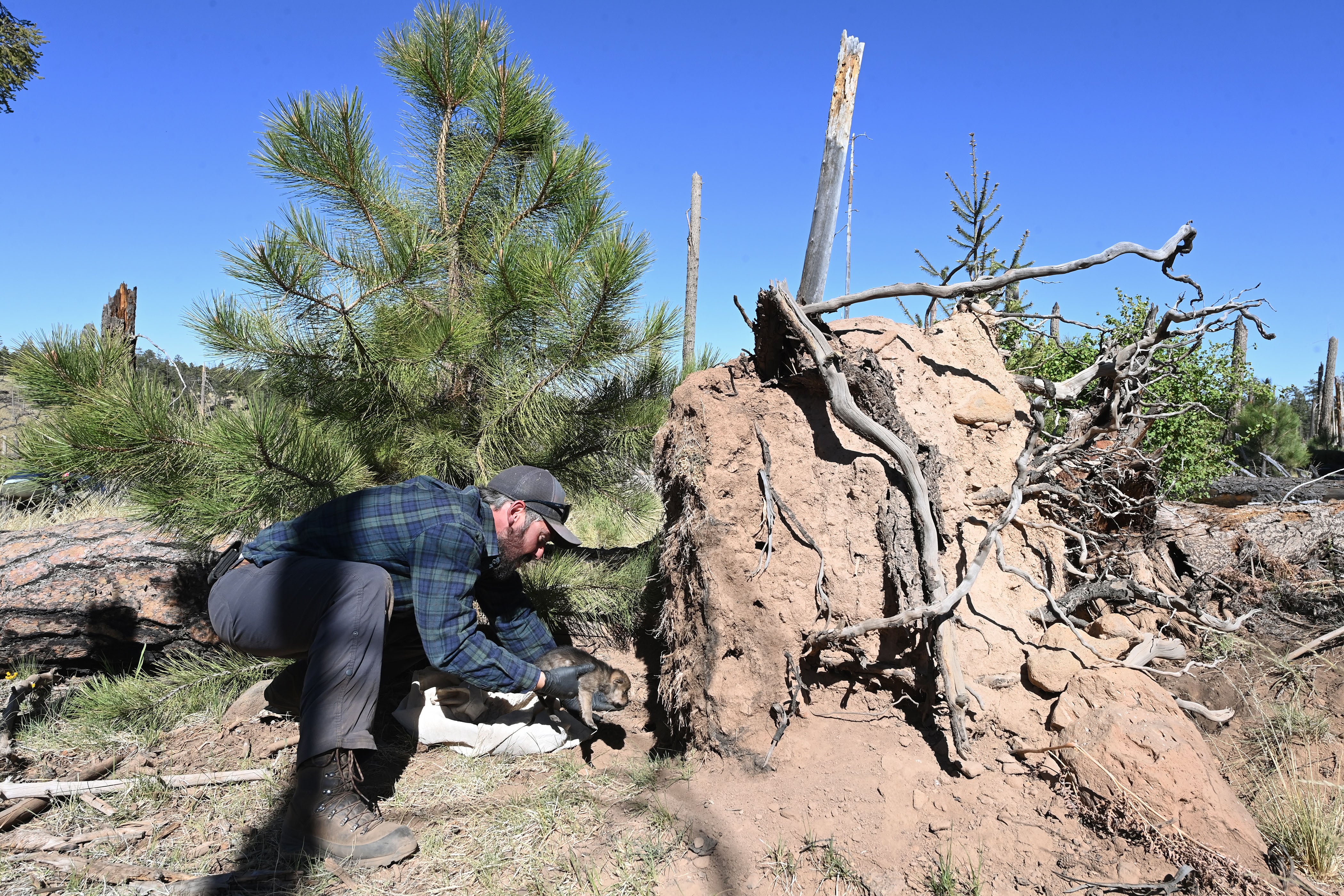 Nicholas Riso of New Mexico Game and Fish with a Mexican grey wolf after she climbed into the Iron Creek wolf pack den