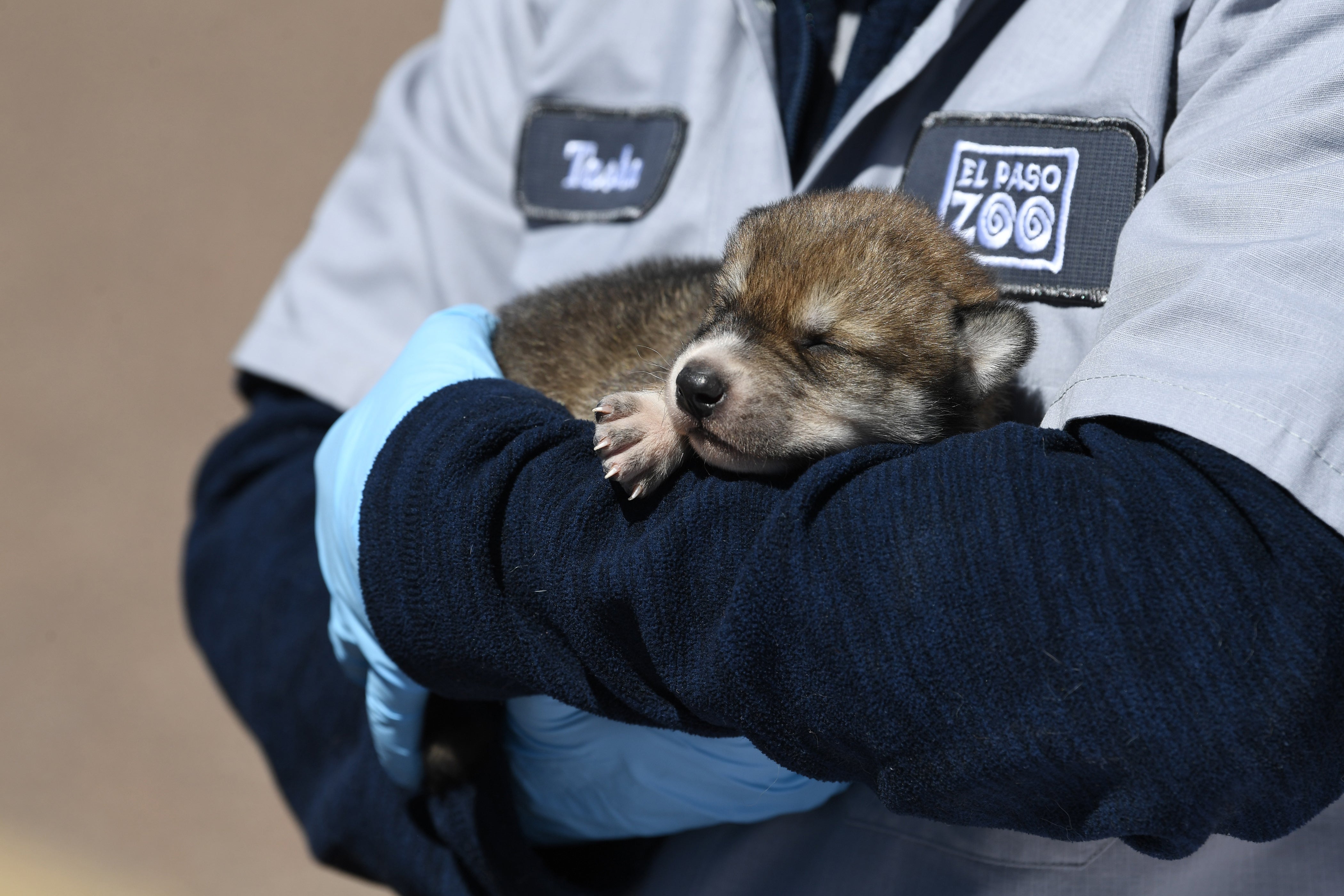 Wolf pups are being trekked hundreds of miles to new homes in the wild to save the species from extinction