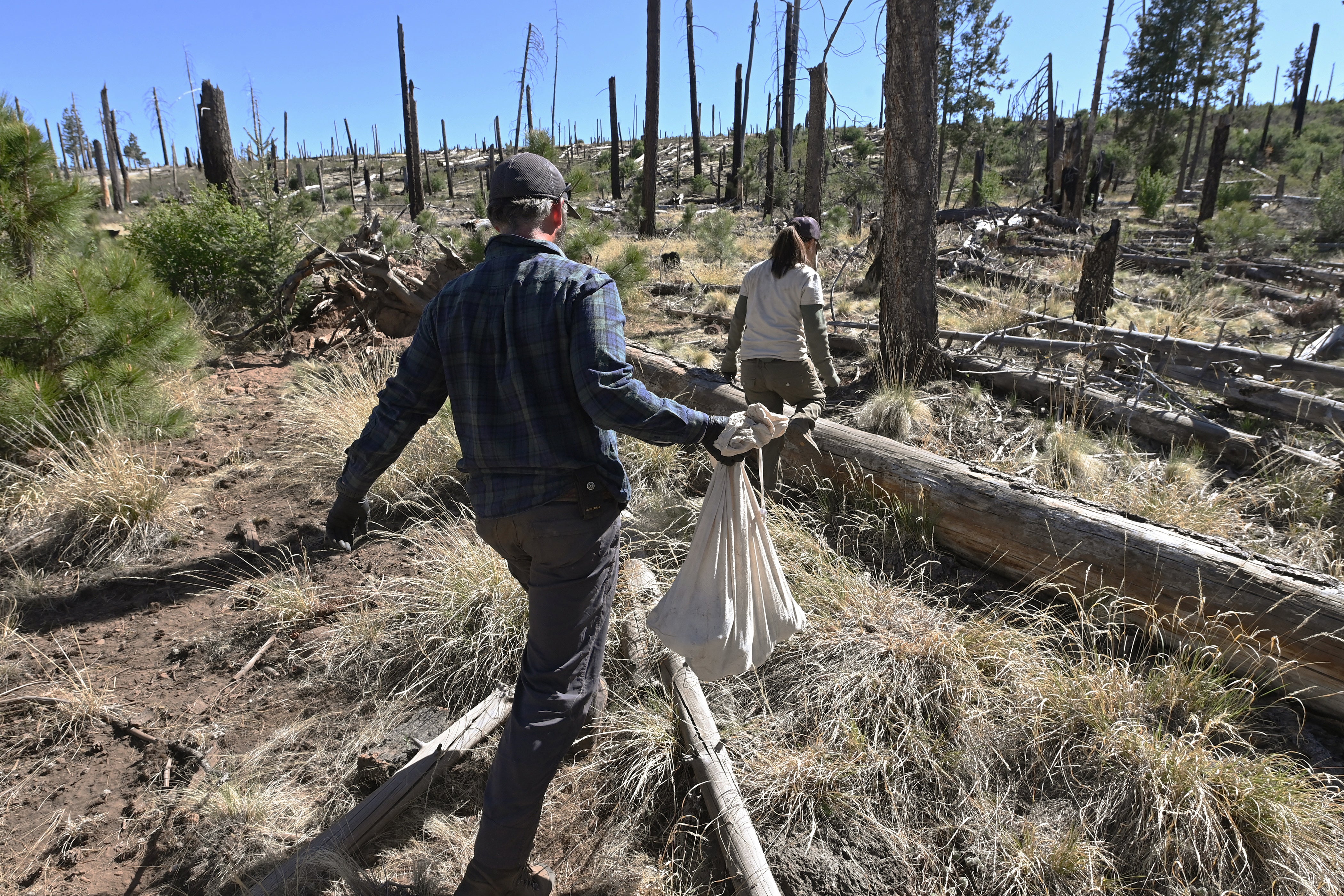 Nicholas Riso of New Mexico Game and Fish carries a bag with six Mexican grey wolf pups