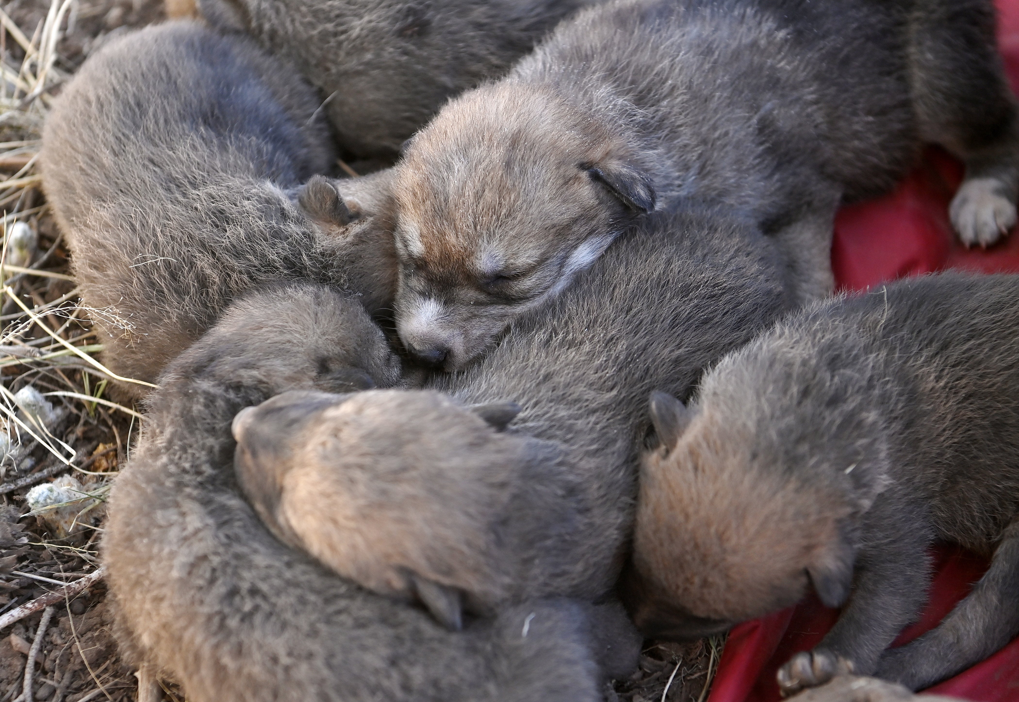 Wild- and captive-born pups doze before being placed in the den