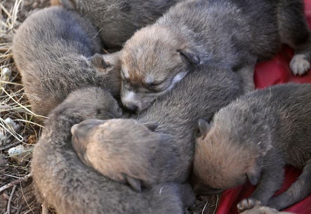 <p>Wild- and captive-born pups doze before being placed in the den</p>