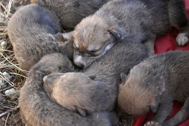 <p>Wild- and captive-born pups doze before being placed in the den</p>