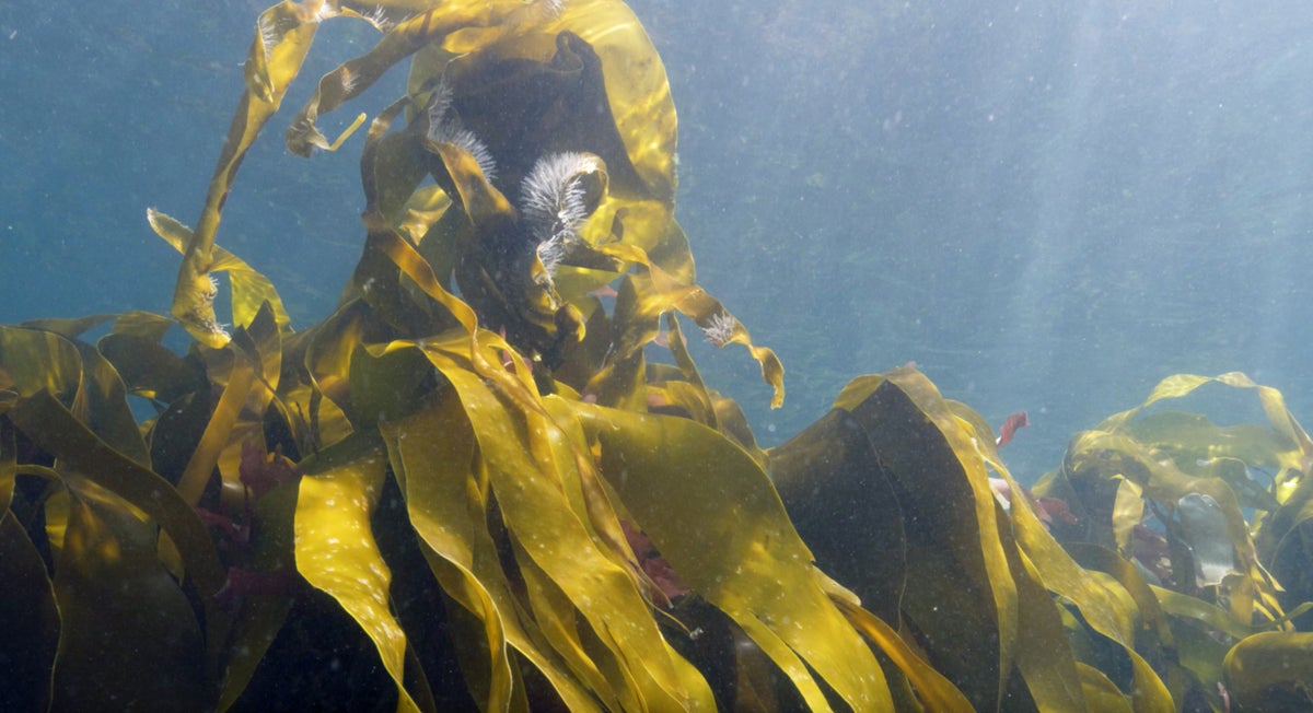 Plymouth’s kelp forest to be dedicated to the Queen