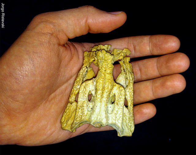<p>Part fossil of Trilophosuchus rackhami skull</p>