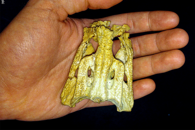 <p>Part fossil of Trilophosuchus rackhami skull</p>