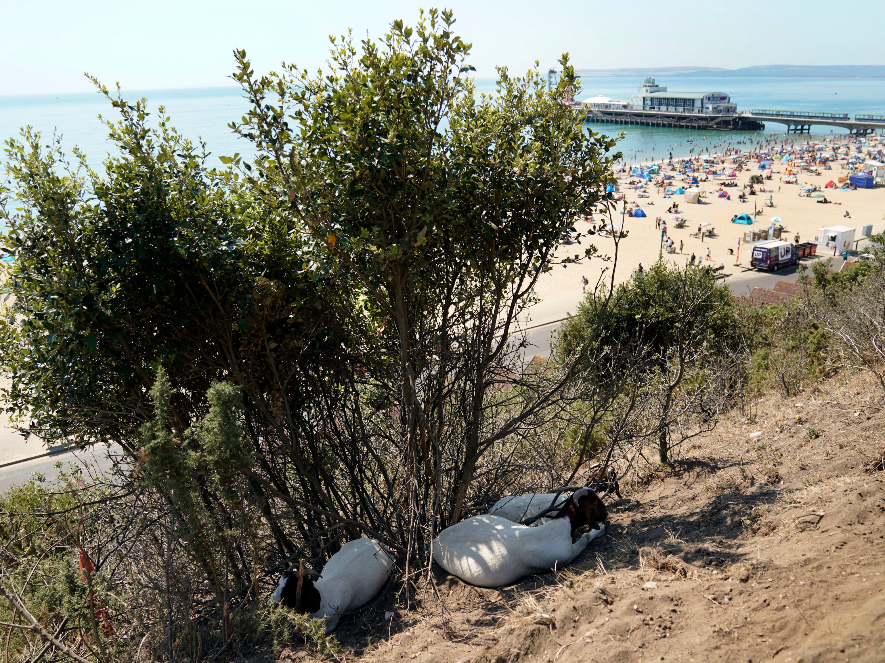 Goats shelter in the shade on the cliffs above Bournemouth beach in Dorset, one of the counties were drought has been declared