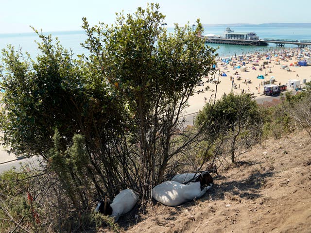 <p>Goats shelter in the shade on the cliffs above Bournemouth beach in Dorset, one of the counties were drought has been declared</p>