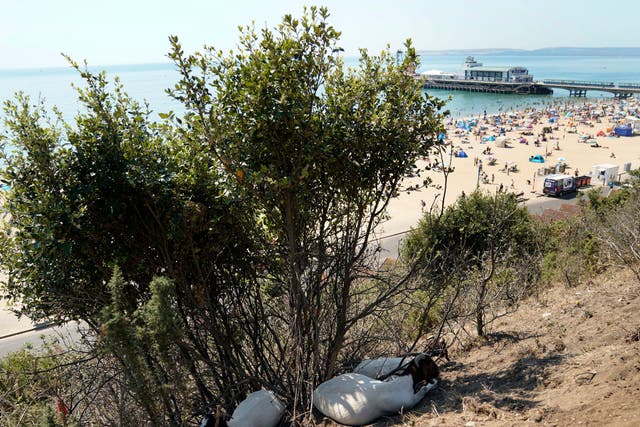 <p>Goats shelter in the shade on the cliffs above Bournemouth beach in Dorset, one of the counties were drought has been declared</p>