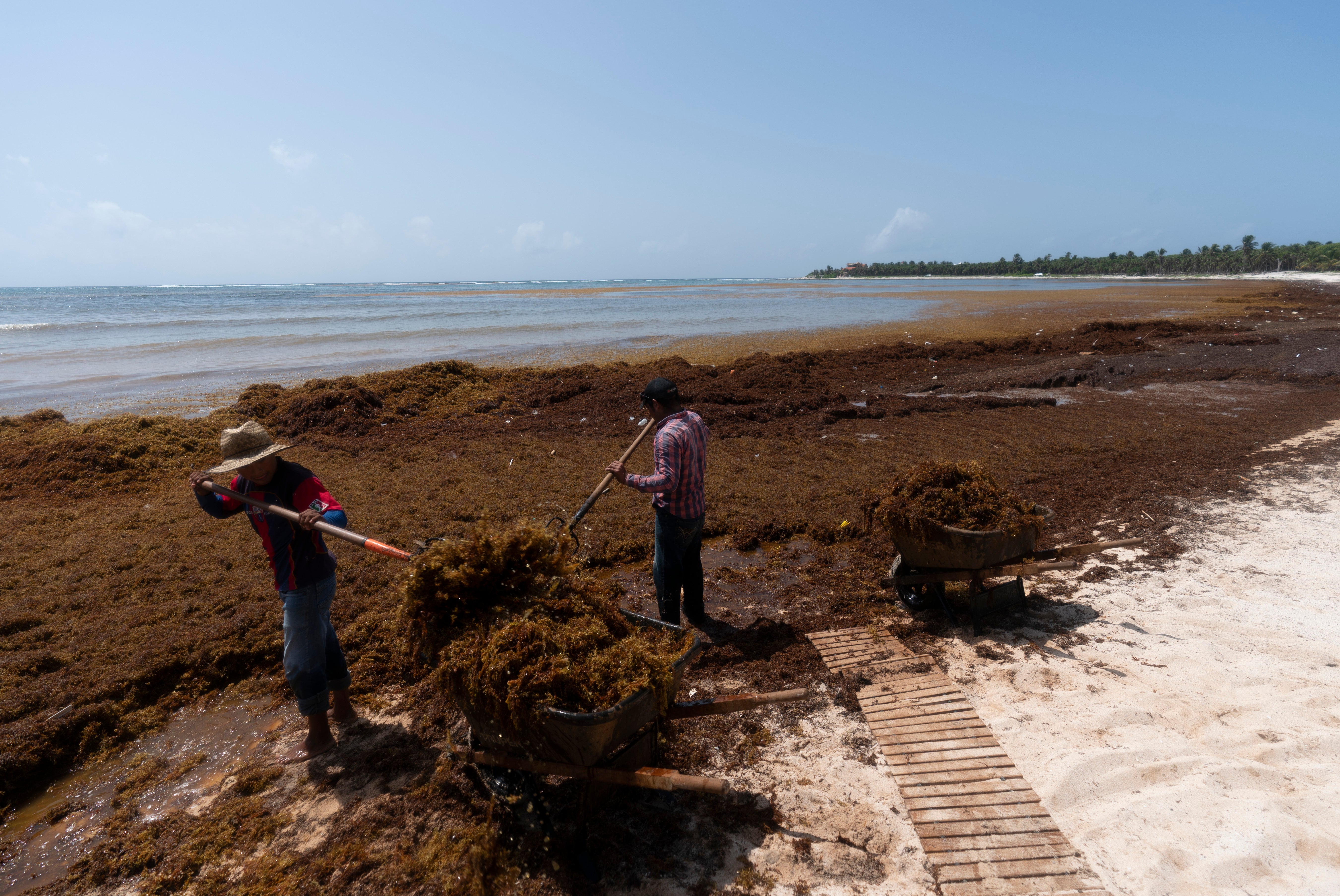 Mexico Seaweed Invasion