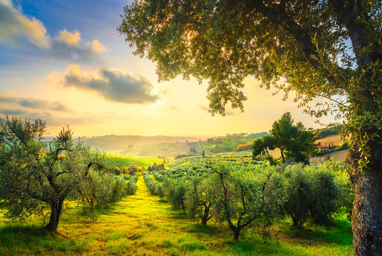 Tuscany’s olive groves are ripe for exploring