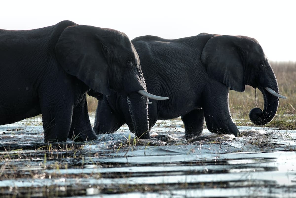 Botswana ready to leave CITES over ivory trade ban