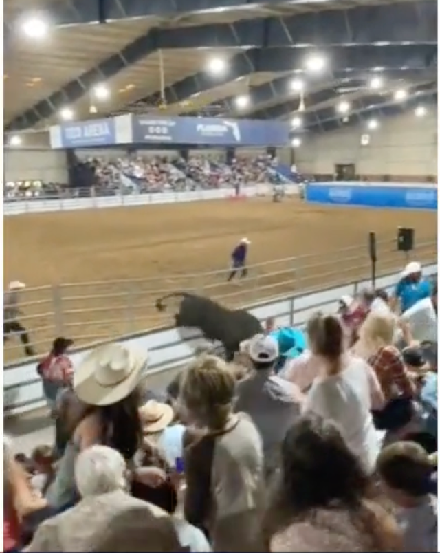 <p>The bull heads towards the stand at the rodeo in Florida</p>