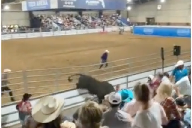 <p>The bull heads towards the stand at the rodeo in Florida</p>