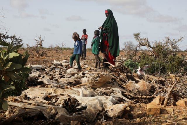 <p>A woman and her children stand near dead livestock in Somalia this May as drought wreaks havoc on the country</p>