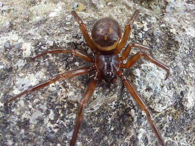 <p>False widow spiders have been in the UK since the late 19th century</p>